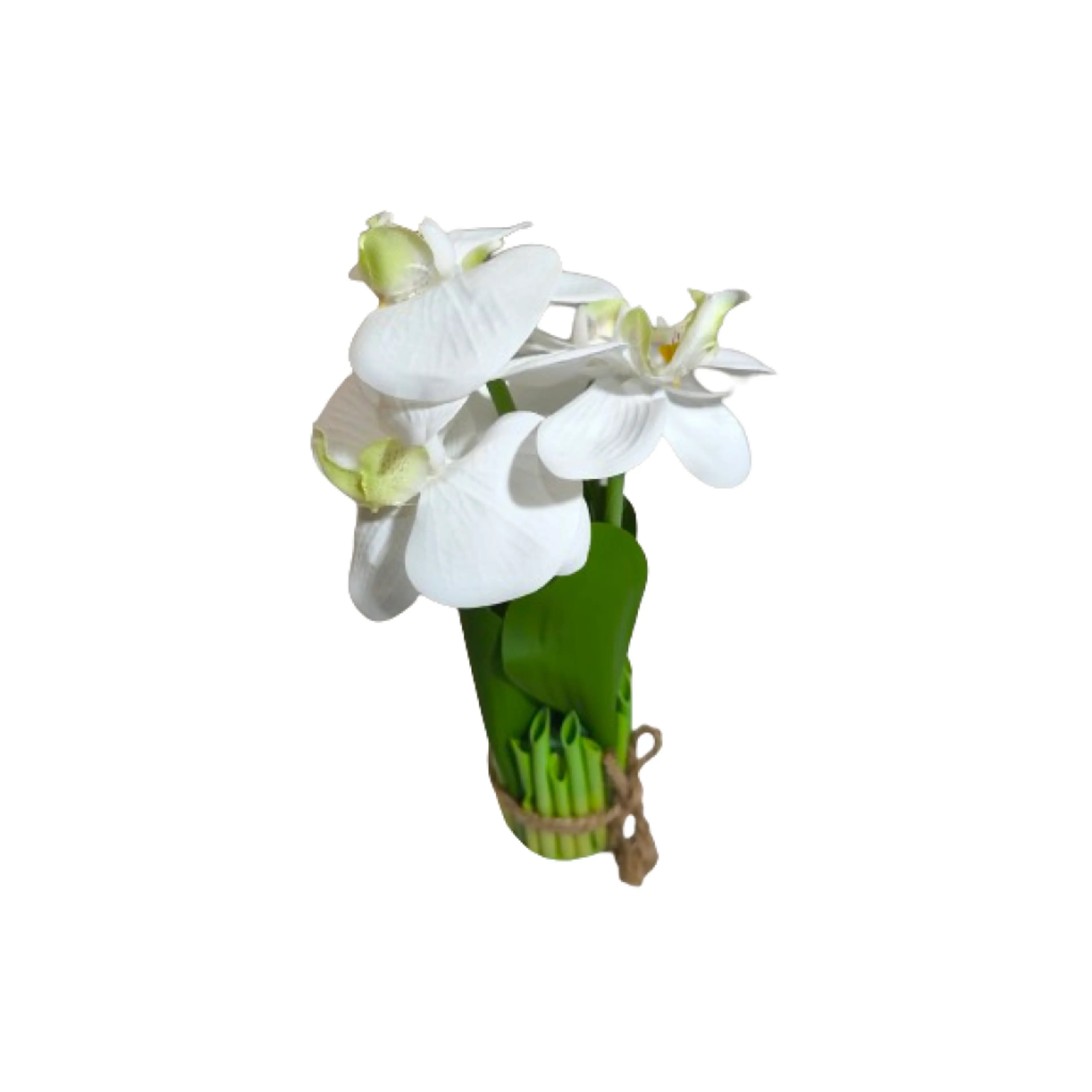 Декоративно цвете орхидея, бяла