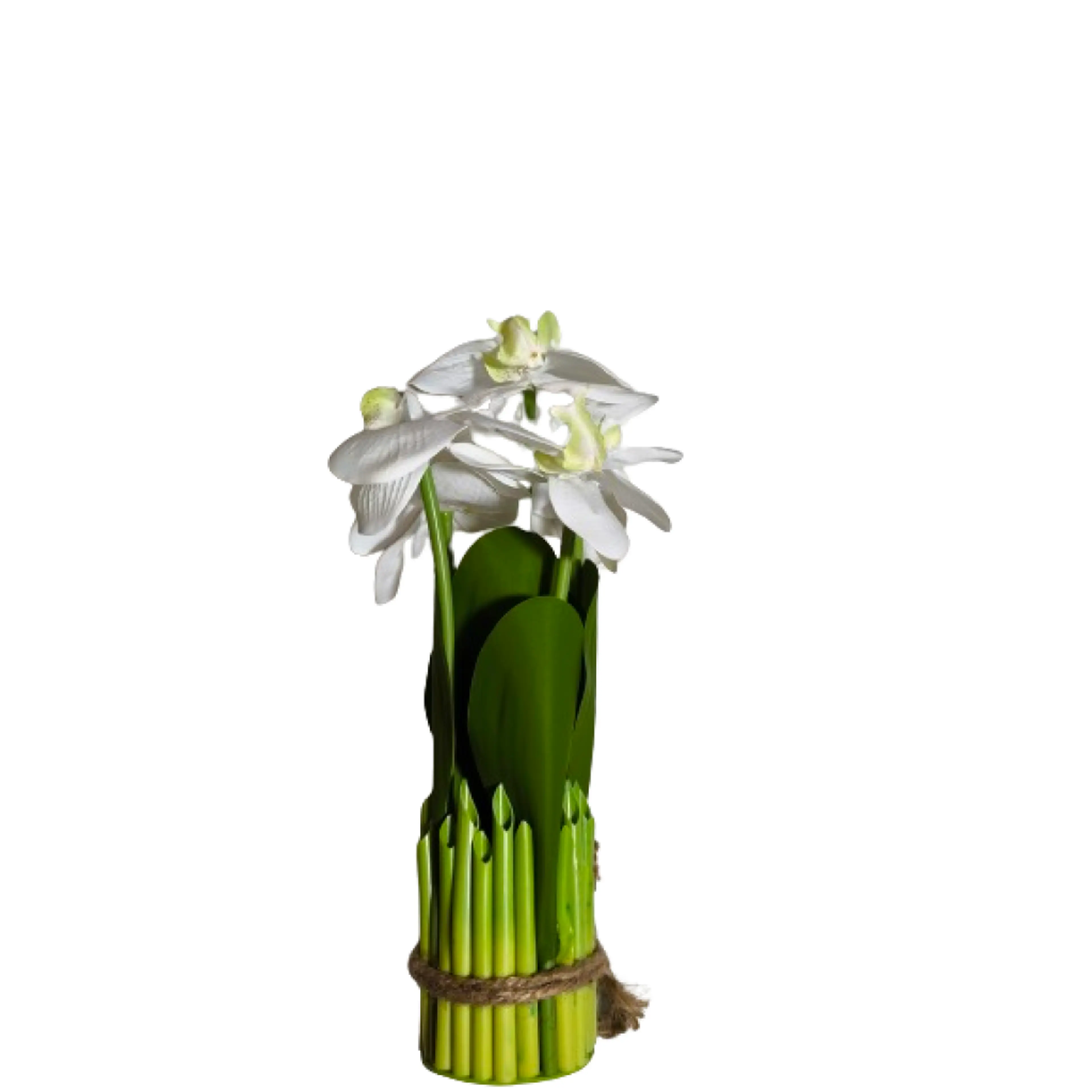 Декоративно цвете орхидея, бяла